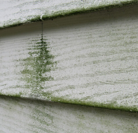 Green mold and water damage streaking down white lap siding on an Austin home