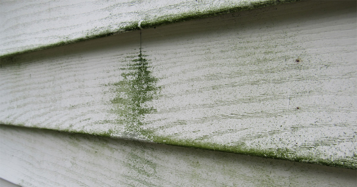 Green mold and water damage streaking down white lap siding on an Austin home